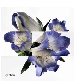 White gentian water - Eau de cologne